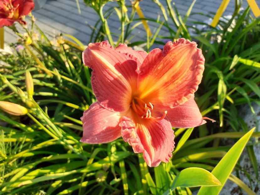  - Hemerocallis 2022