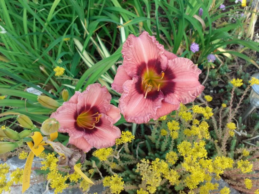 - Hemerocallis 2022