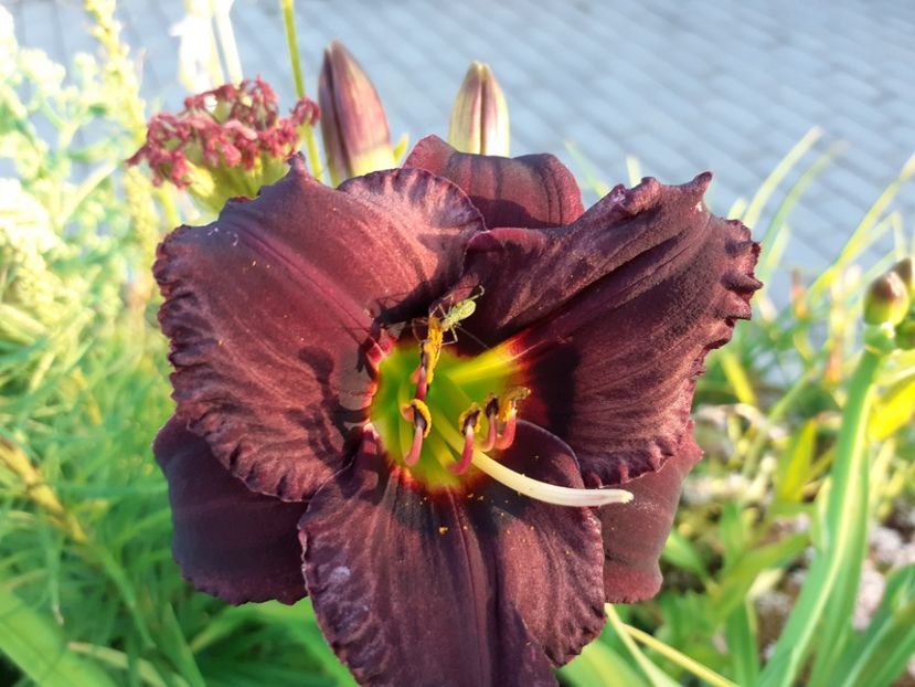  - Hemerocallis 2022