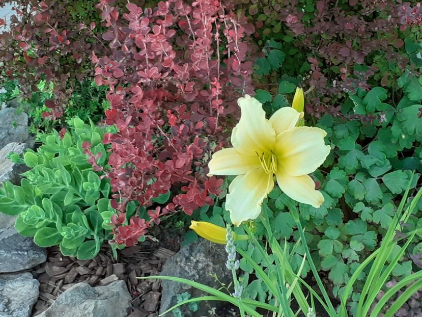  - Hemerocallis 2022