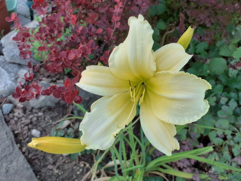  - Hemerocallis 2022