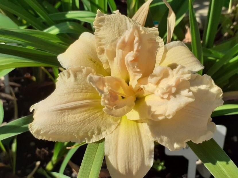  - Hemerocallis 2022
