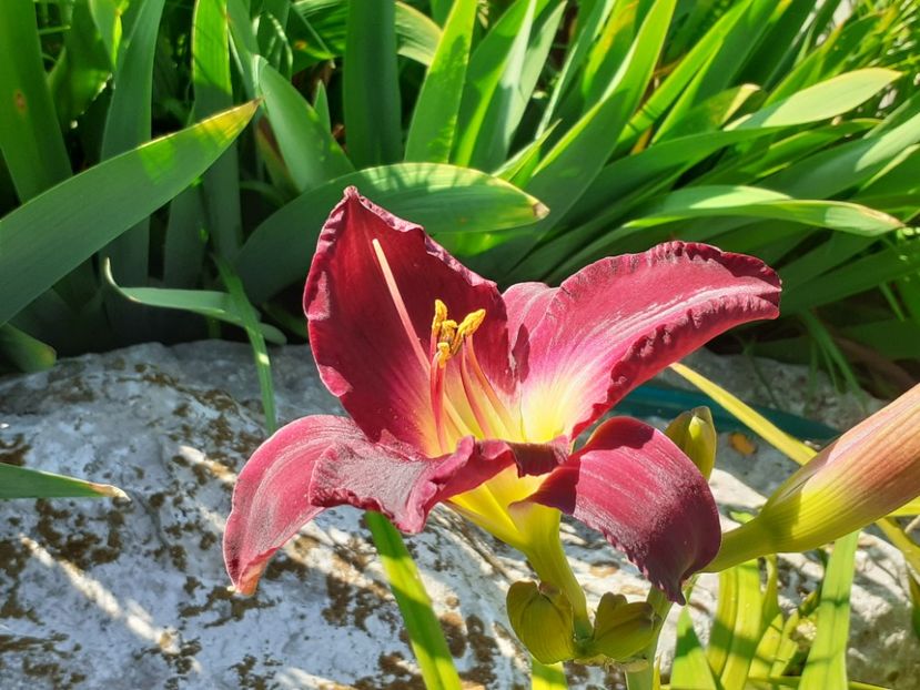  - Hemerocallis 2022