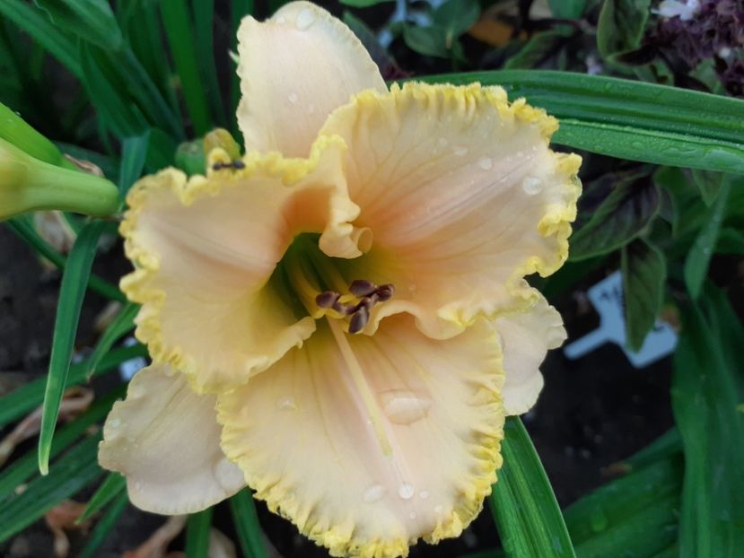  - Hemerocallis 2022