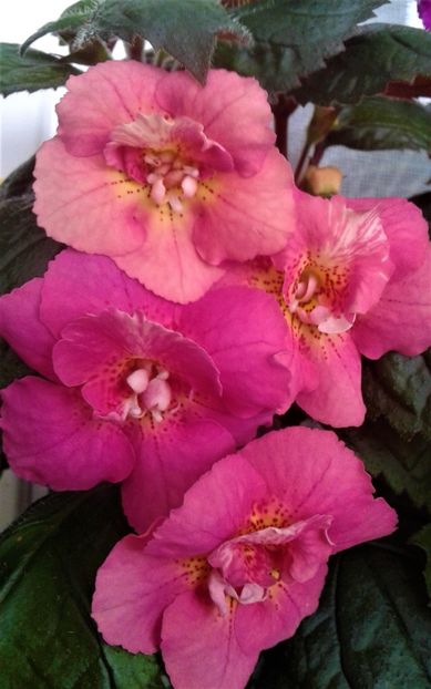 - 0000 ACHIMENES