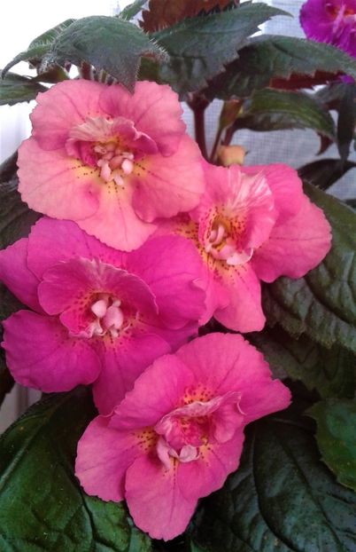  - 0000 ACHIMENES