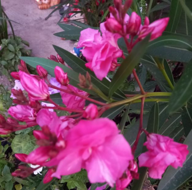  - Sub tutela soarelui