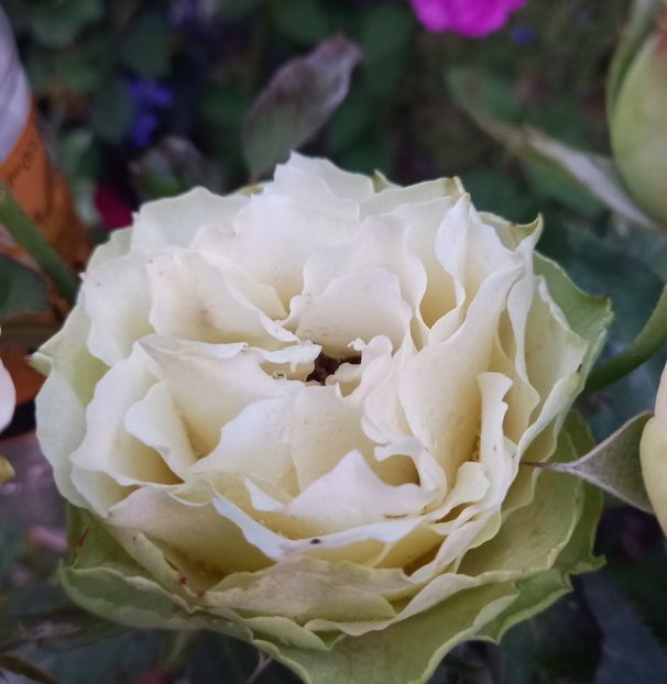  - Sub tutela soarelui