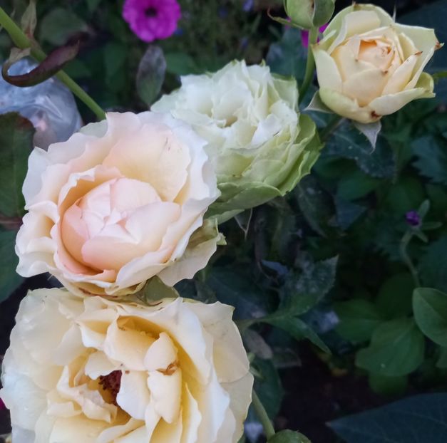  - Sub tutela soarelui