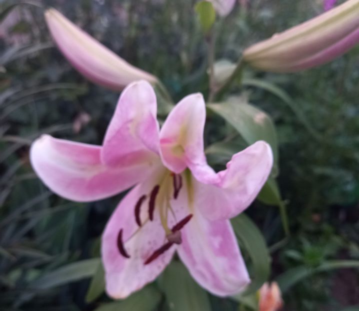  - Sub tutela soarelui