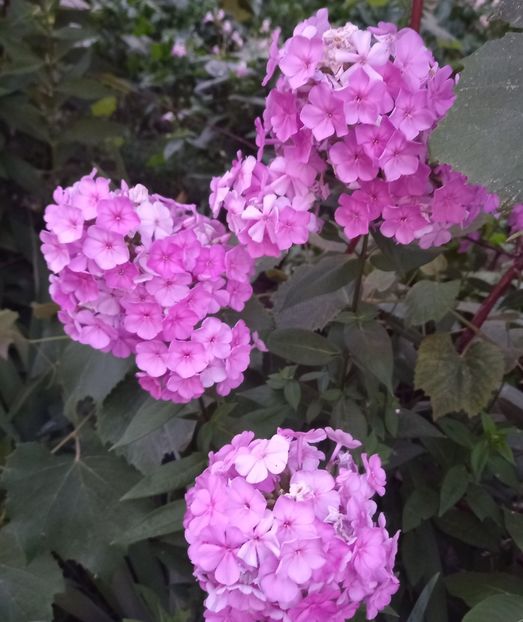  - Sub tutela soarelui