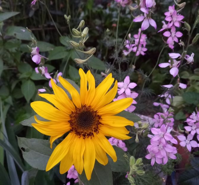  - Sub tutela soarelui