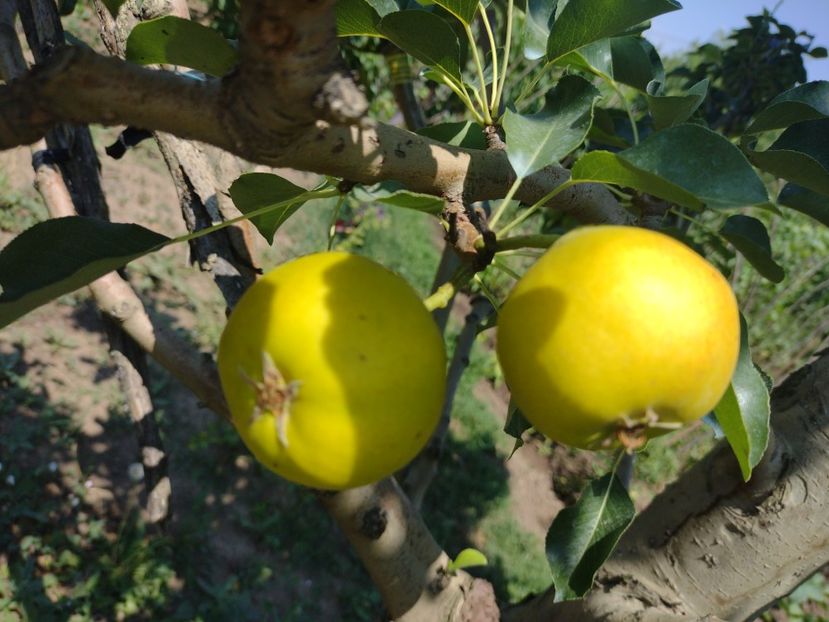 O culoare frumoasă, poate scăpa să nu elimin total soiul din curte - Arabitka