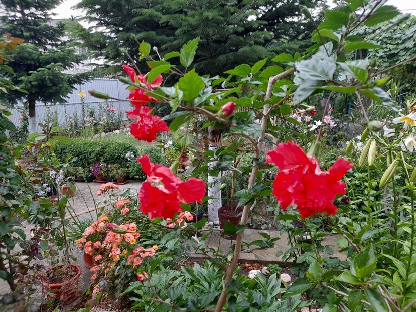  - 111 Bucurii pentru suflet 2022