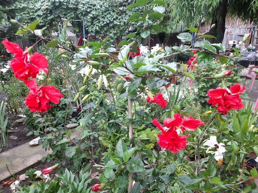  - 111 Bucurii pentru suflet 2022