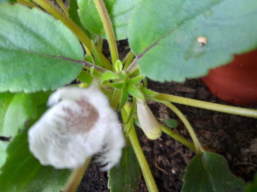  - 111 Bucurii pentru suflet 2022