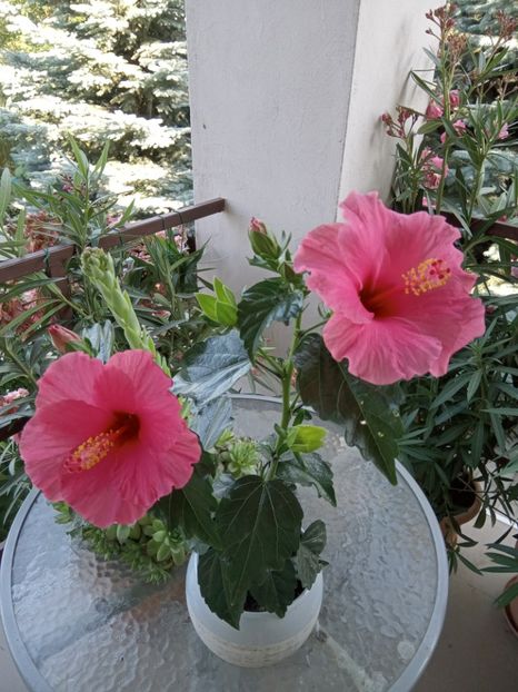  - 02 Hemerocalisi-hibiscusi-crini