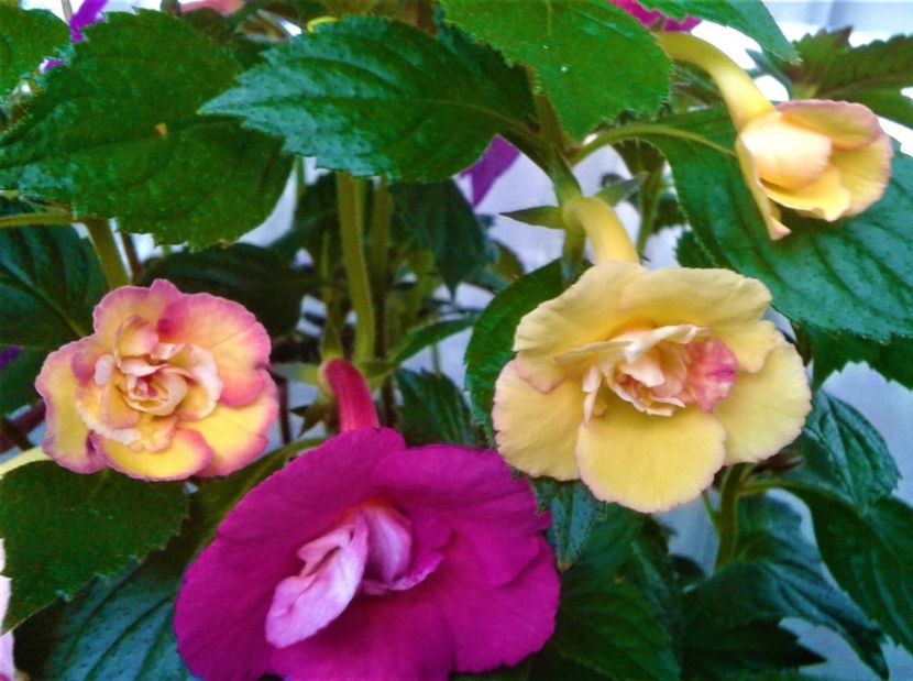  - 0000 ACHIMENES