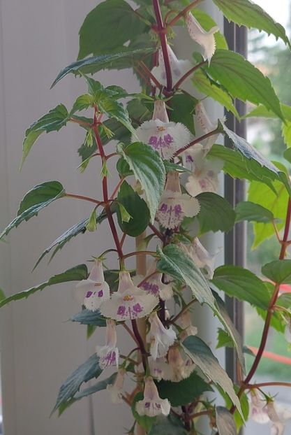  - FIMBRIATA