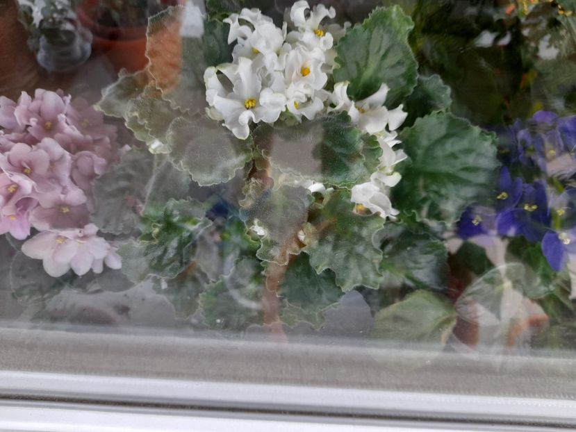  - 111 Bucurii pentru suflet 2022