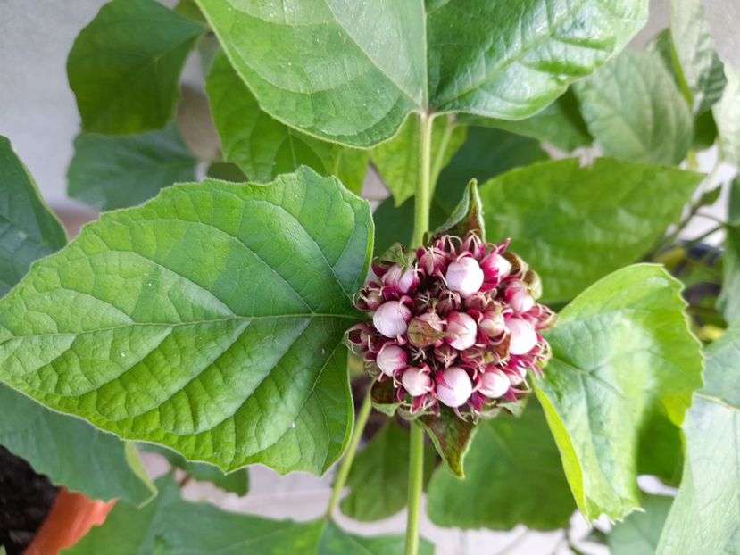  - 111 Bucurii pentru suflet 2022