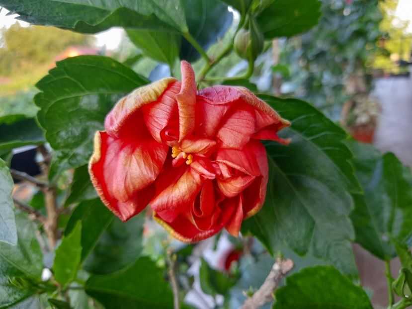  - 111 Bucurii pentru suflet 2022