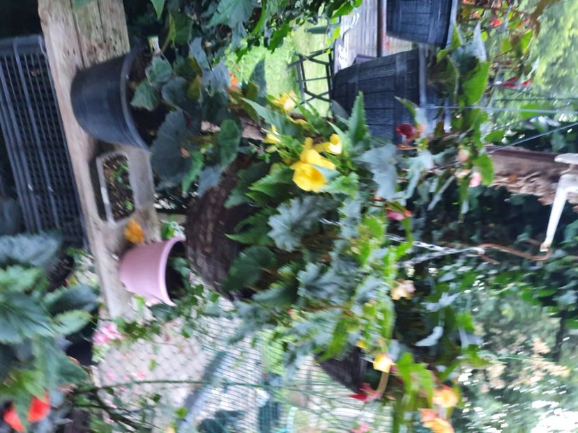  - - Gradina 2022