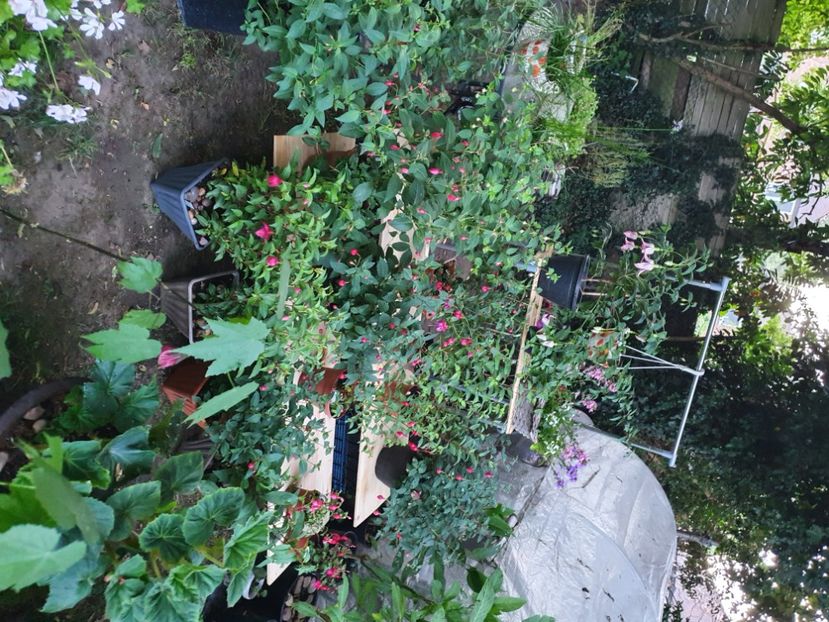  - - Gradina 2022
