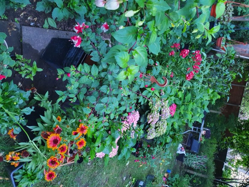 - - Gradina 2022