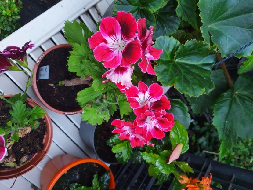  - 3 Pelargonium