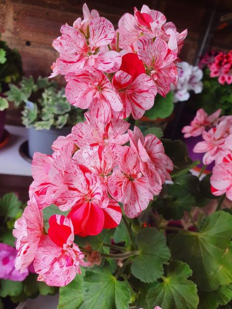 received_1028700967789433 - 3 Pelargonium