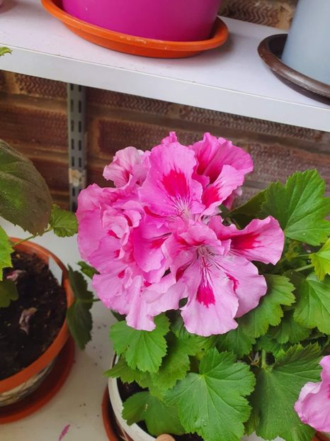 received_406702661506930 - 3 Pelargonium