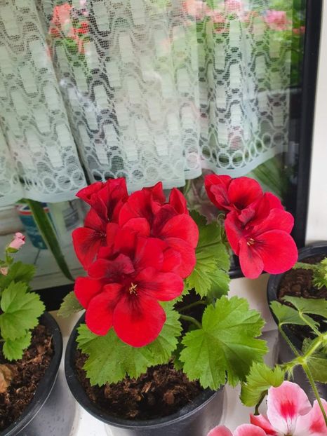 received_1223240935107091 - 3 Pelargonium