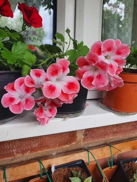 received_348403307296817 - 3 Pelargonium