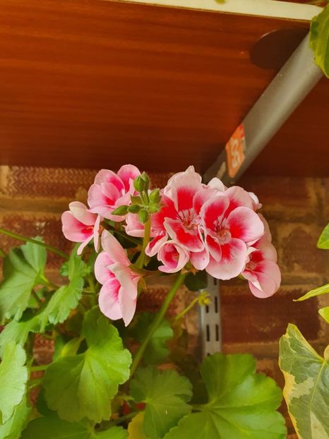 received_1370639220125083 - 3 Pelargonium