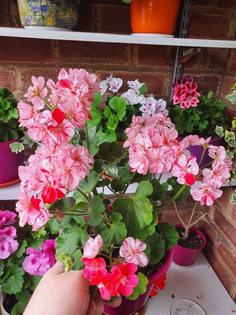 received_1479245549173394 - 3 Pelargonium
