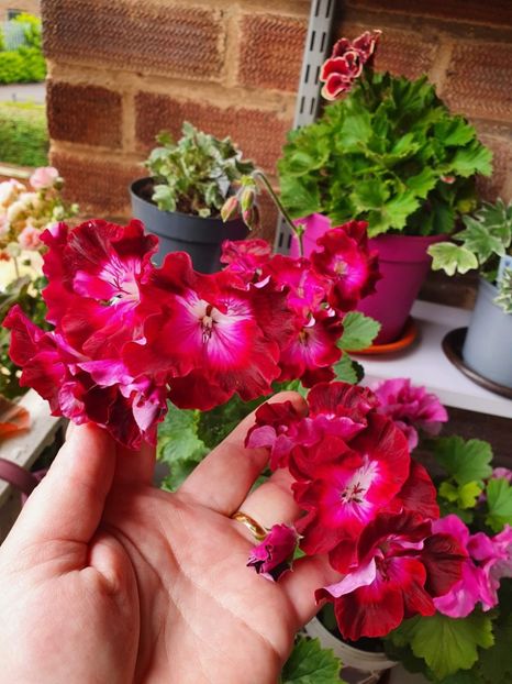 received_3096539537326518 - 3 Pelargonium