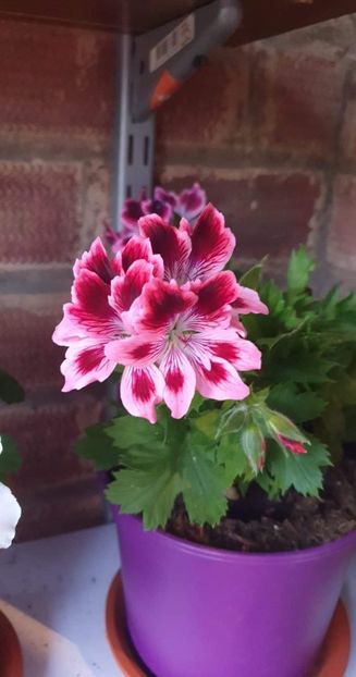 received_757804498998563 - 3 Pelargonium