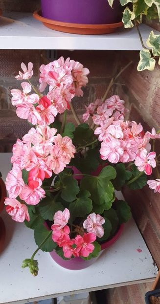 received_611374733883308 - 3 Pelargonium