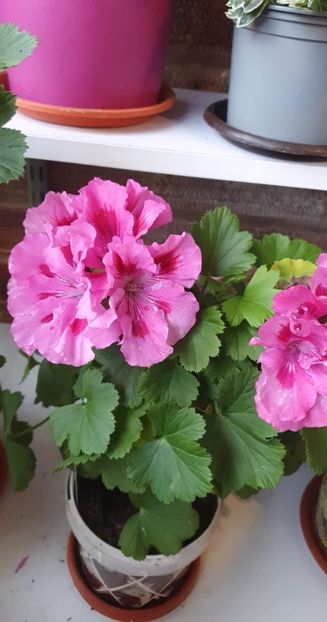 received_726285008581833 - 3 Pelargonium