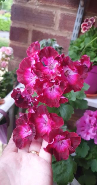 received_530636458844922 - 3 Pelargonium