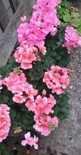 received_574607107521910 - 3 Pelargonium