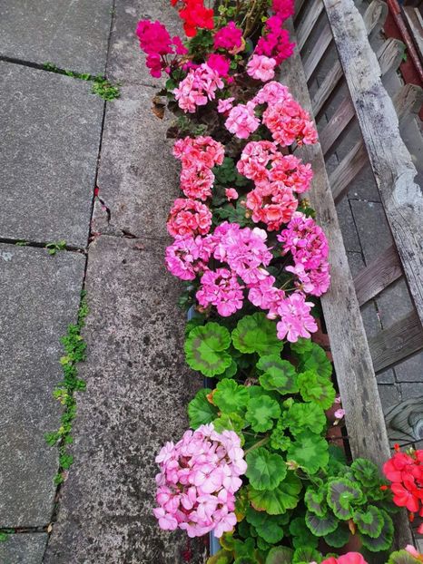 received_413516487389379 - 3 Pelargonium