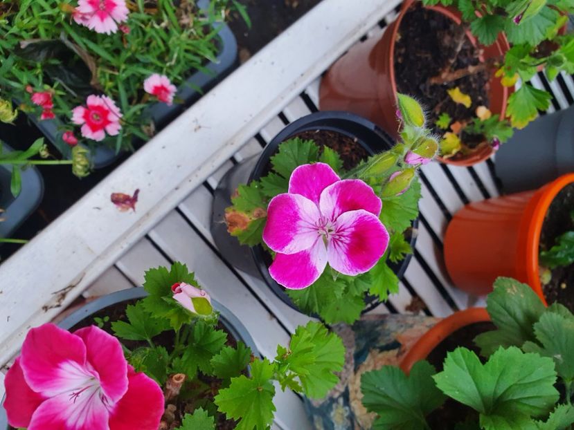  - 3 Pelargonium