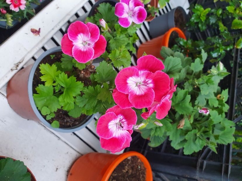  - 3 Pelargonium