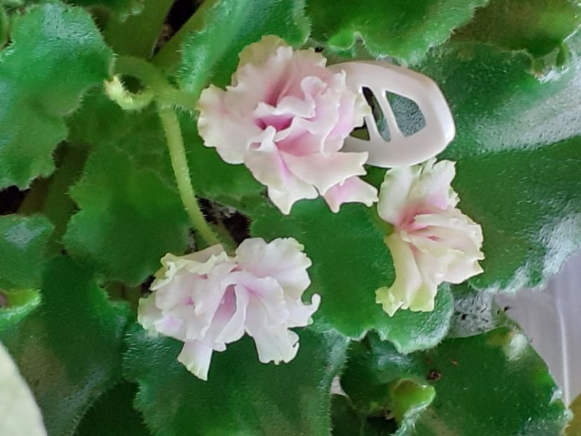  - Sassy Sister - mini