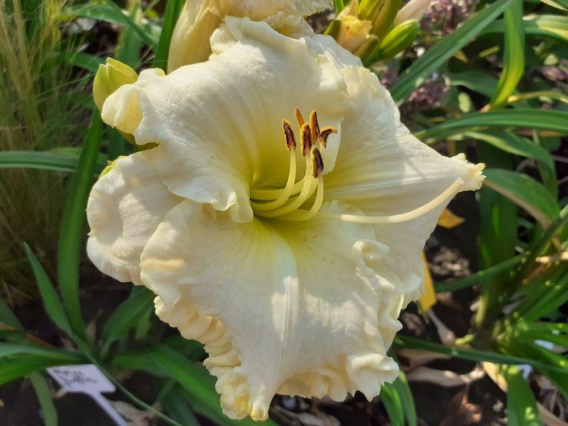  - Alpine Ruffles