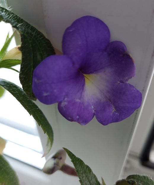 Annie Belle. - 2022 - Achimenes