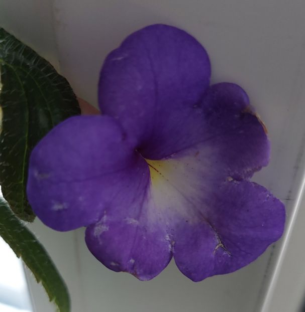 Annie Belle.. - 2022 - Achimenes