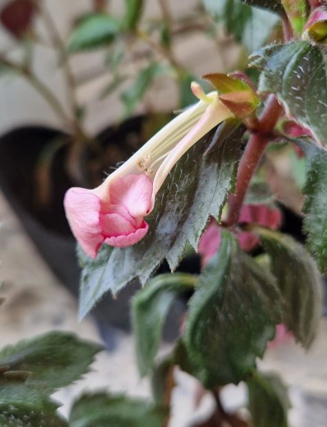 anomalii de la caldura - Madame Bovary 2022